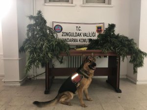 Bahçede kenevirleri sularken yakalandı