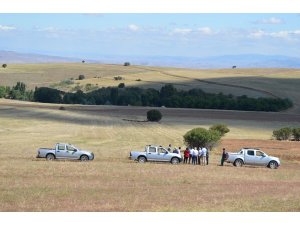 Kırıkkale'de kurtlar merada otlayan sürüye saldırdı