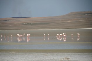 175 kuş türünün yaşam alanı kurtarıldı