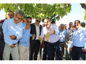 Silifke’de bin 800 rakımda sofralık üzüm hasadı başladı