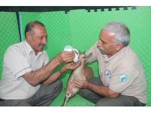 Mahsur kalan yavru dağ keçisi kurtarıldı