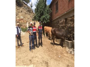 Kaybolan hayvanları jandarma buldu