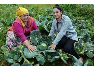 2 bin rakımlı yaylada beyaz lahana hasadı başladı