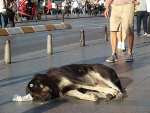 Taksim’de turist kadın sevdiği köpek tarafından ısırıldı