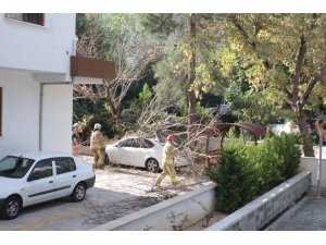 Kadıköy’de devrilen ağaç paniğe yol açtı