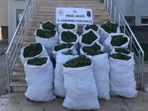 Bingöl’de 89 kilo esrar ve 270 bin kök kenevir ele geçirildi
