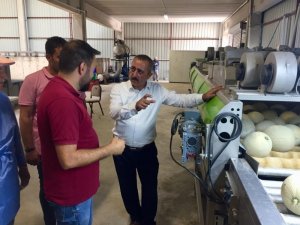 Niğde’de üretilen kantalup kavunu Avrupa’ya satılıyor