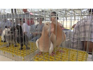 Gökyüzünün efsâne kanatları hünerlerini sergileyecek