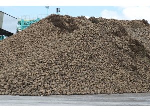 Amasya’da 66. pancar alım kampanyası başladı