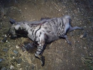 Gaziantep'te çizgili sırtlan leşi bulundu