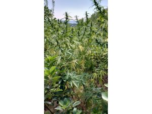 Hatay’da ormanlık arazide ekili 147 kök kenevir ele geçirildi