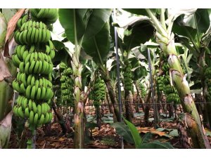 Muz ithalatı gelecek sene bitecek