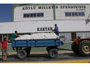 Beyaz altında ilk hasat yapıldı