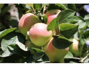 Amasya misket elmasının hasadı başladı