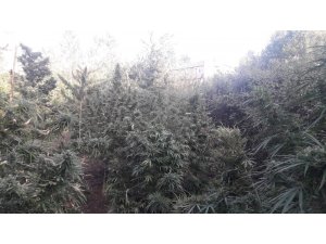 Jandarmadan esrar operasyonu