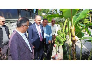 ÇAYKUR'dan muz hasadı