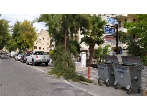 Milas’ta, rüzgarın etkisiyle bir çam ağacının dalı kırıldı