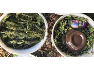 Turşu bidonları içinde kubar esrar ele geçti