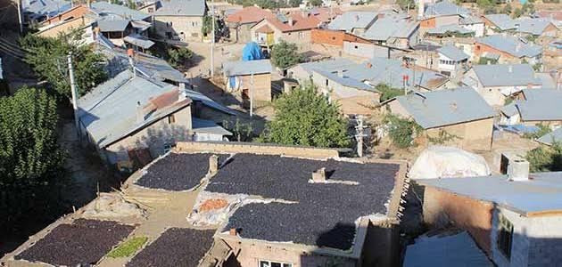 Bozkır'da üzüm hasatı başladı