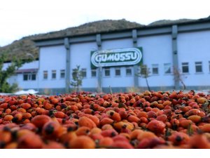 Gümüşhane’de kuşburnu bereketi