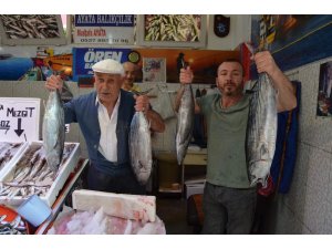 Trabzon açıklarında avlanan torikler tezgâhları süslemeye başladı