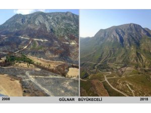 Yanan ormanlarda "külden yeşile" dönüşüm