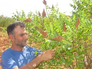 Araban ilçesinde sumak hasadına başlandı