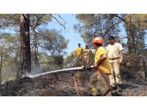 Asırlık çam ağaçları alevlere teslim oldu
