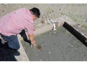 Sular çekilince binlerce balık telef oldu