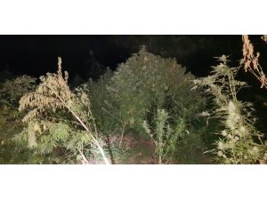 Metrelerce uzunlukta kenevirlerin bulunduğu tarlaya drone ile polis baskını