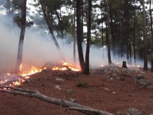 Manavgat’ta düşen yıldırım yangına yol açtı