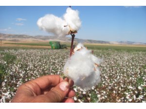 Araban Ovası'nda makineli pamuk hasadı başladı