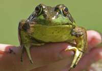 Depremi onlar haber verecek