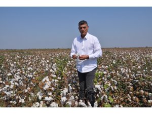 Beyaz altında buruk hasat