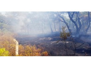 Ayvalık’ta orman yangını
