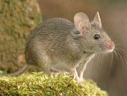 CERN deneyi onu yaratağa çevirdi!