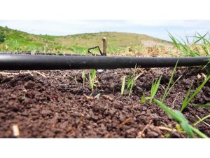 Çeltik üretiminde ezber bozuldu