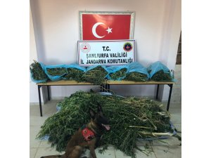 Şanlıurfa’da uyuşturucuya geçit yok