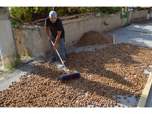Oğuzlar cevizi, üreticinin yüzünü güldürdü