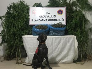 Ordu’da uyuşturucu operasyonu: 1 tutuklama