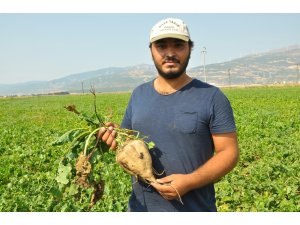 Şeker pancarında yüksek rekolte yüzleri güldürdü