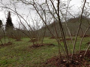 Fındık timleri sahaya iniyor