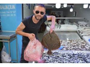 Balıkçıların yüzü kalkan balıklarıyla güldü