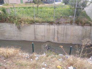 Başkent’te 3 köpek zehirlenip su kanalına atıldı
