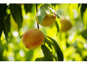 Rusya’ya şeftali ihracatını iki kat hızlandıracak analiz desteği