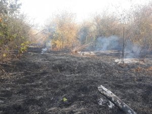 Bilecik’te çıkan yangında kavak ve meyve ağaçları kül oldu