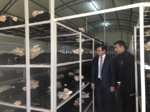 Kaymakam Taşkıran mantar üretim tesisini inceledi