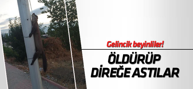 Konya'da gelinciği öldürüp direğe astılar
