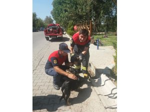 Mazgala sıkışan köpek ve yavrusunu itfaiye kurtardı