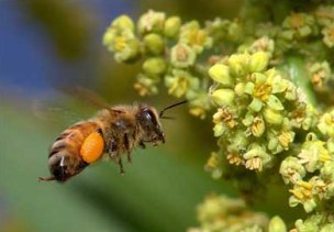 Ani sıcaklık değişimleri arıları öldürebilir